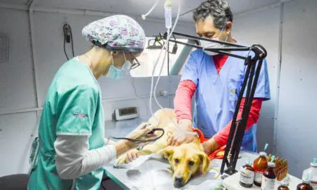 El quirófano móvil impulsado por el senador Enrico continúa atendiendo la salud de los animales en la región