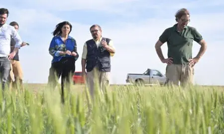 Trigo: Clara García pidió la Emergencia Agropecuaria frente a la sequía