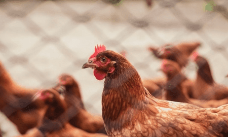 Villa Cañás: Confirmaron un caso de gripe aviar