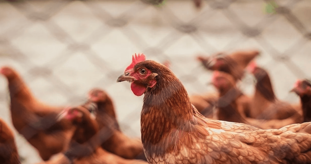 Villa Cañás: Confirmaron un caso de gripe aviar