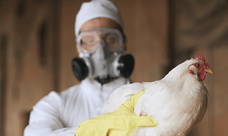 Gripe Aviar: Se detectaron 3 casos más y el Gobierno anunció un paquete de medidas para frenar el avance de la enfermedad