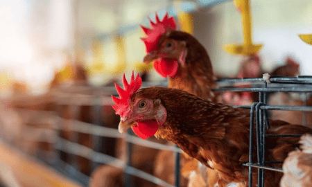 Gripe Aviar: Aclaran que no se transmite por consumir pollos ni huevos