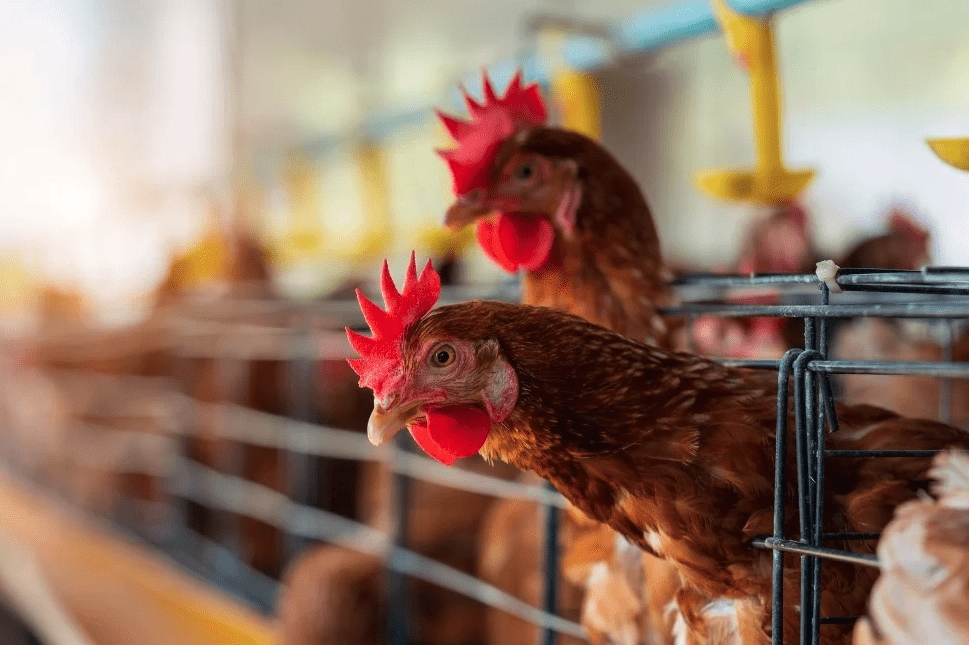 Gripe Aviar: Aclaran que no se transmite por consumir pollos ni huevos