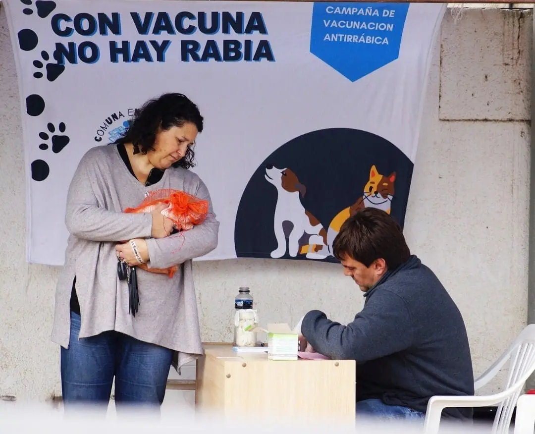 Gobierno de Santa Isabel y Acpic unen esfuerzos en nuevas jornadas de castración y vacunación antirrábica Gobierno de Santa Isabel y Acpic unen esfuerzos en nuevas jornadas de castración y vacunación antirrábica