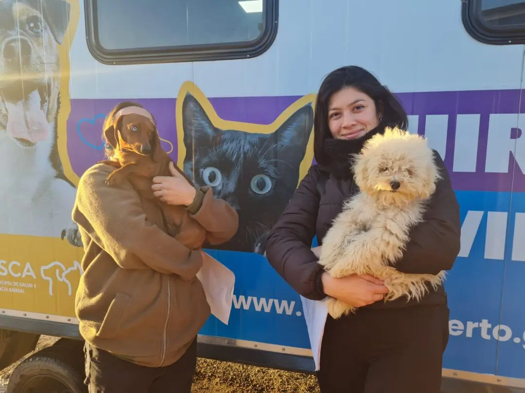 Venado Tuerto: El quirófano móvil municipal tuvo 16 operaciones y más de cien vacunas aplicadas