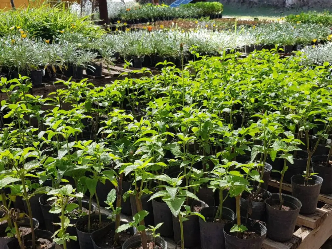 Vivero departamental: El proyecto que impulsa Di Gregorio para producir árboles todo el año Vivero departamental: El proyecto que impulsa Di Gregorio para producir árboles todo el año