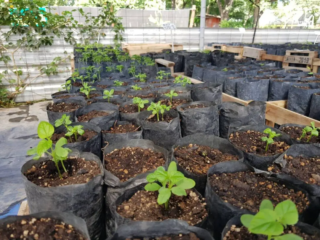Vivero departamental: El proyecto que impulsa Di Gregorio para producir árboles todo el año Vivero departamental: El proyecto que impulsa Di Gregorio para producir árboles todo el año