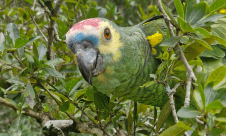 La Provincia liberó animales rescatados del tráfico ilegal y el mascotismo