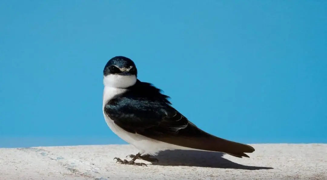 Villa Cañás: Observación de aves en el balneario