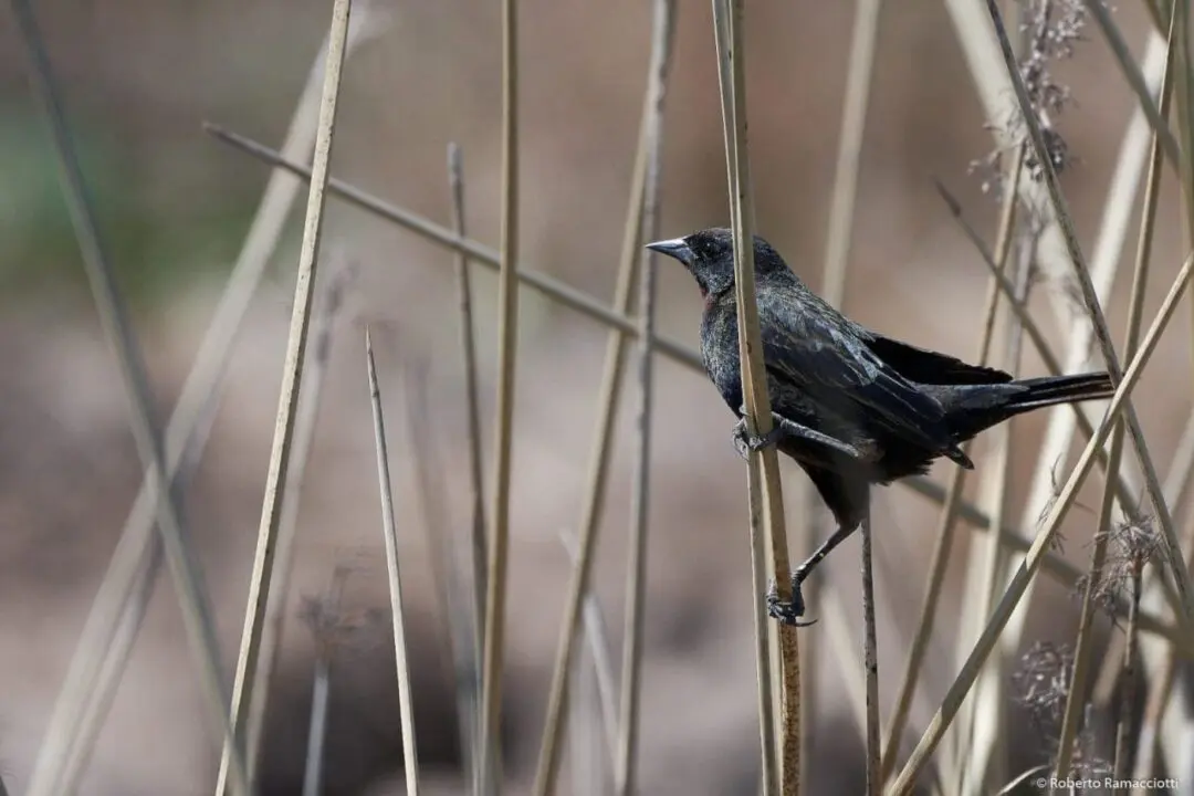 Villa Cañás: Observación de aves en el balneario