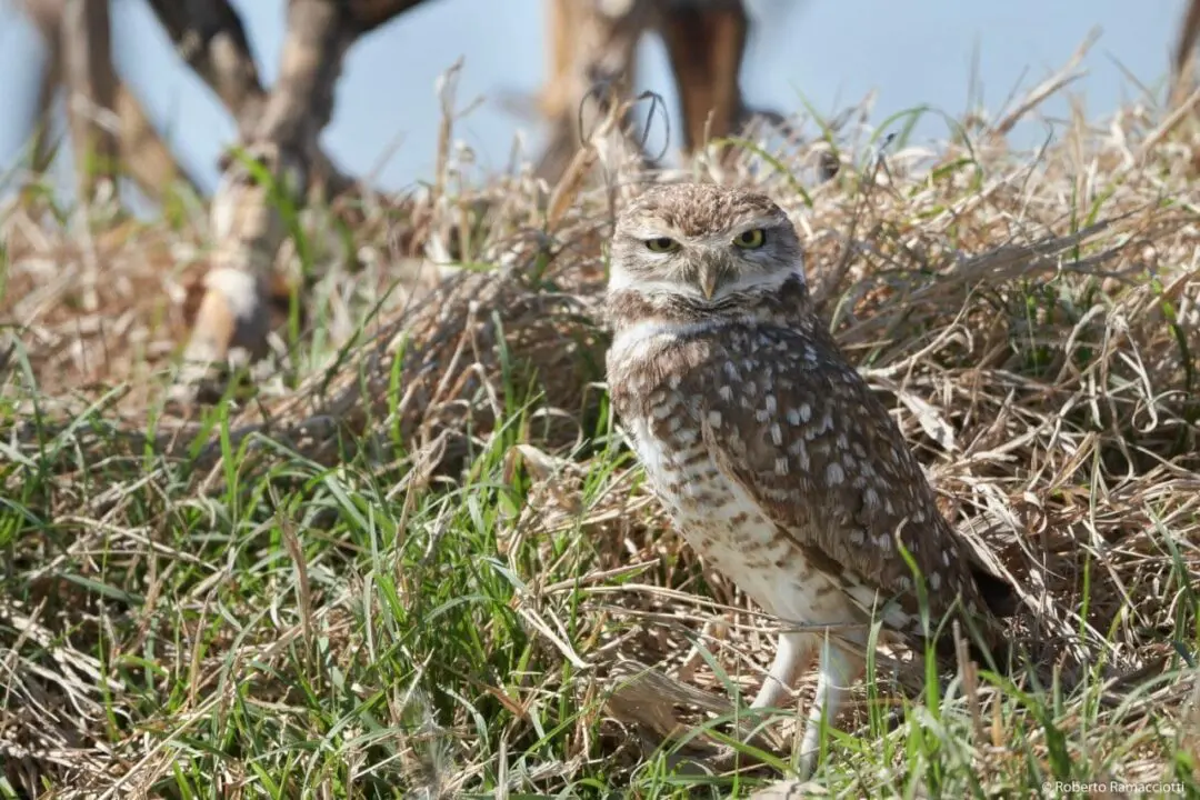 Villa Cañás: Observación de aves en el balneario