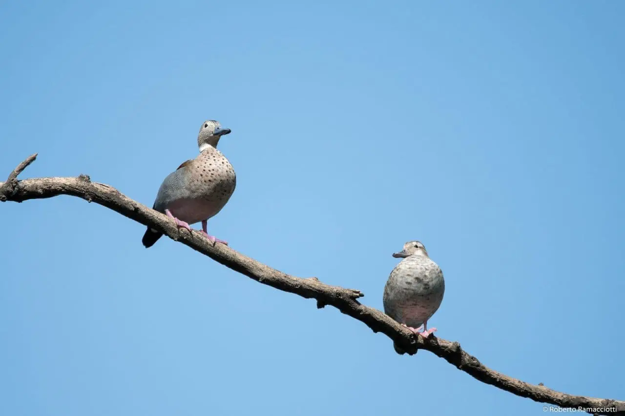 Villa Cañás: Observación de aves en el balneario