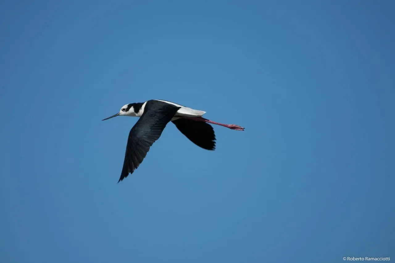 Villa Cañás: Observación de aves en el balneario