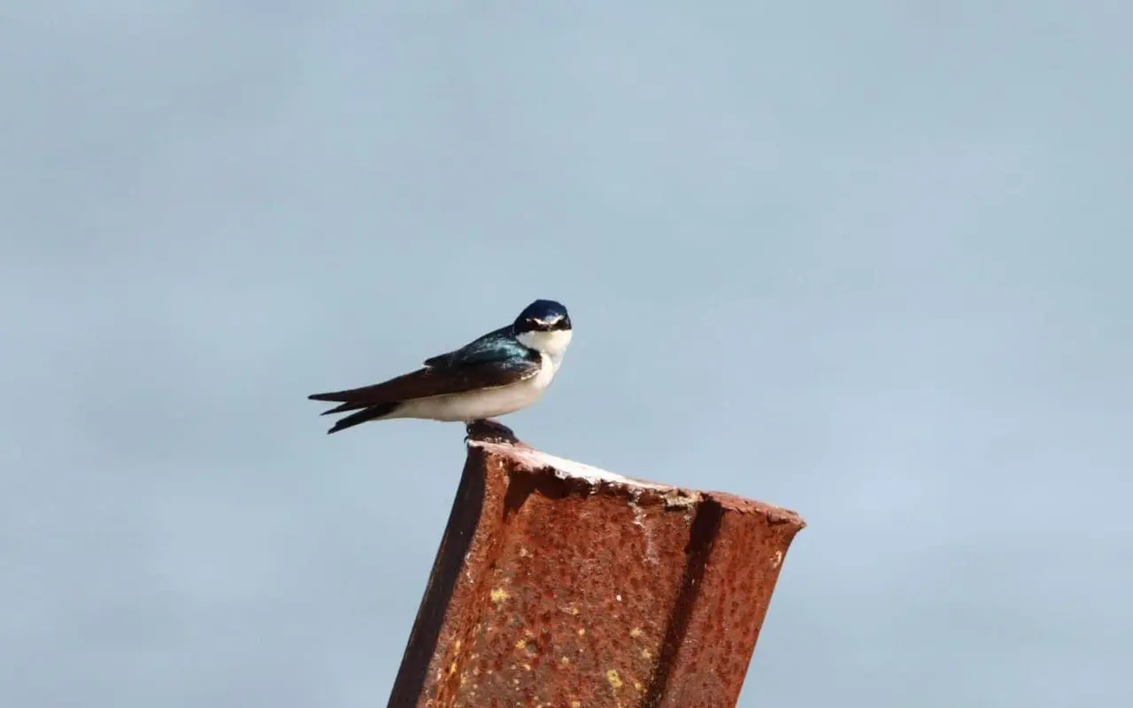 Villa Cañás: Observación de aves en el balneario