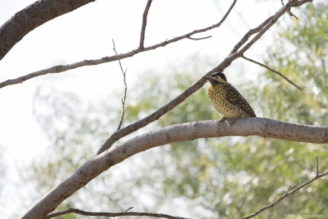 Villa Cañás: Observación de aves en el balneario
