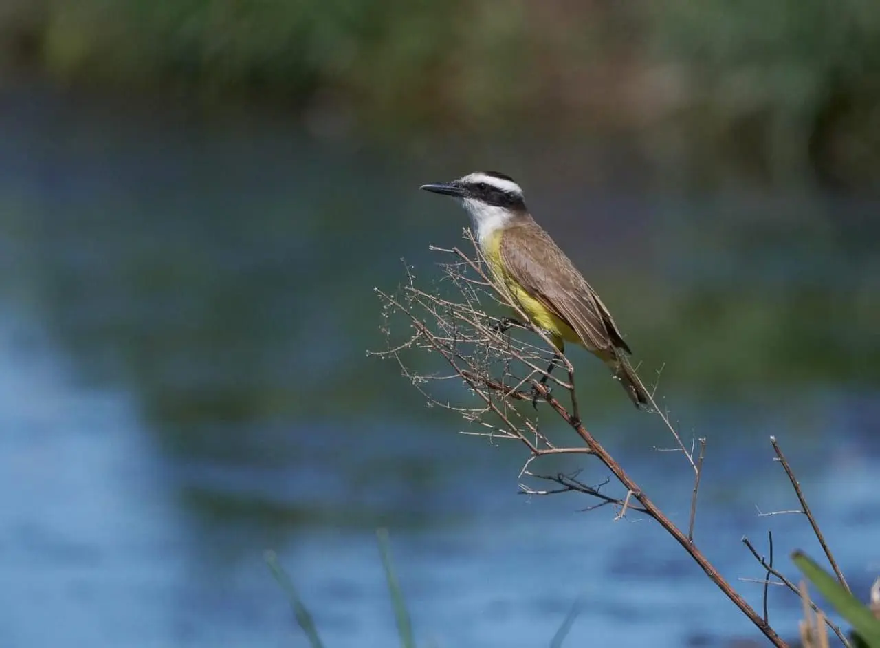 Villa Cañás: Observación de aves en el balneario
