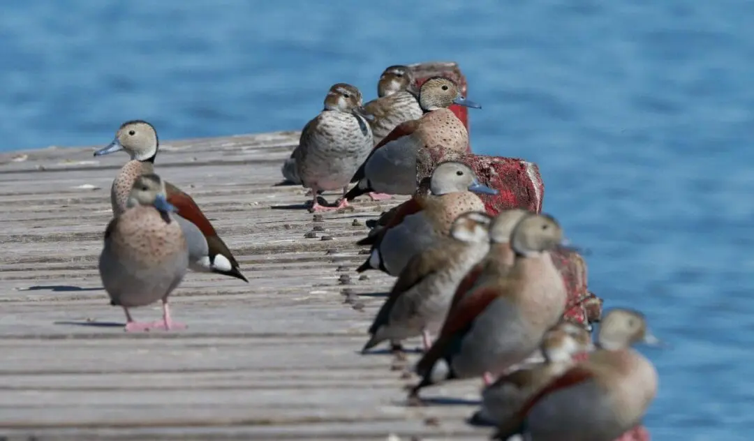 Villa Cañás: Observación de aves en el balneario
