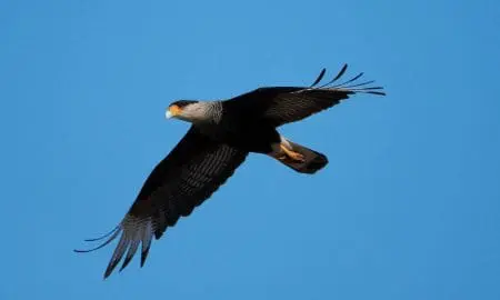 Villa Cañás: Observación de aves en el balneario