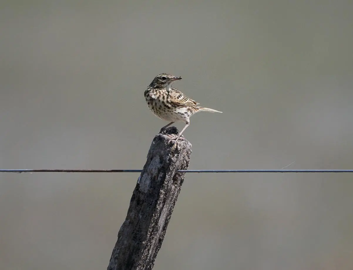 Villa Cañás: Observación de aves en el balneario