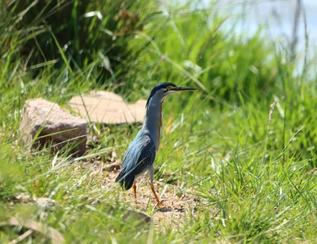 Villa Cañás: Observación de aves en el balneario