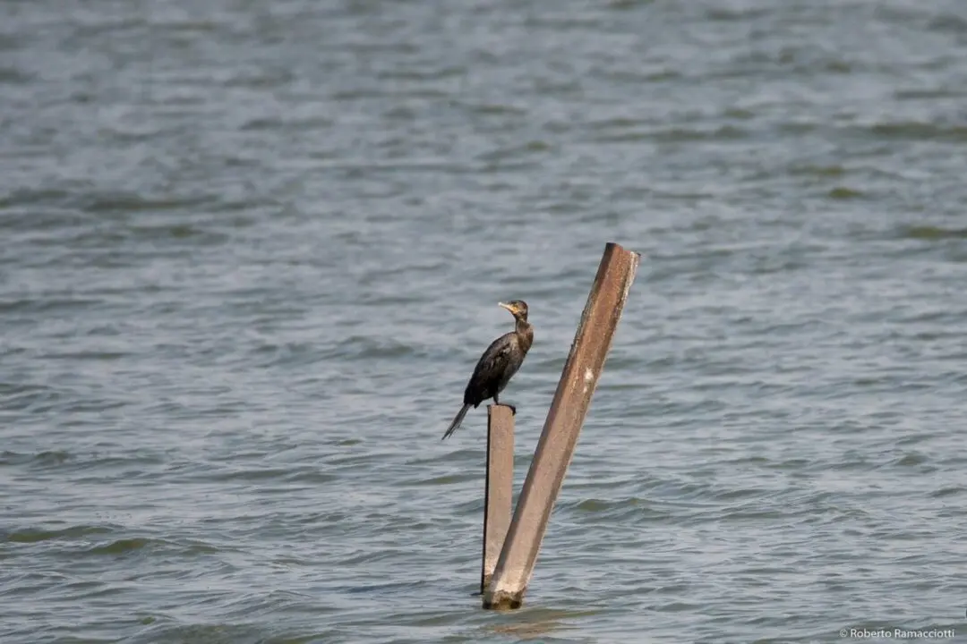 Villa Cañás: Observación de aves en el balneario