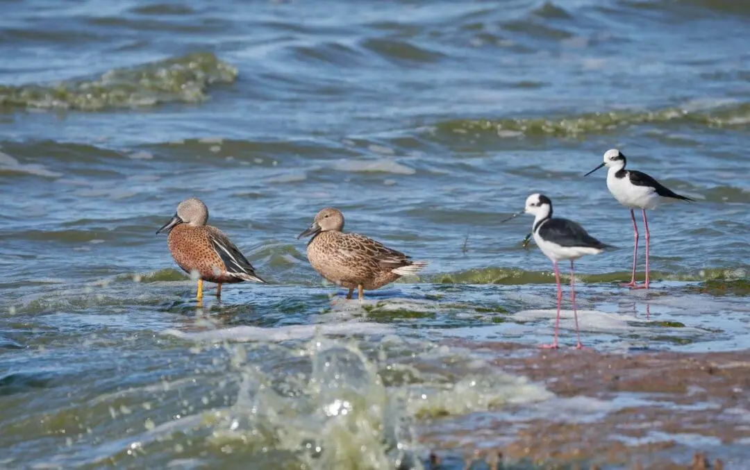 Villa Cañás: Observación de aves en el balneario