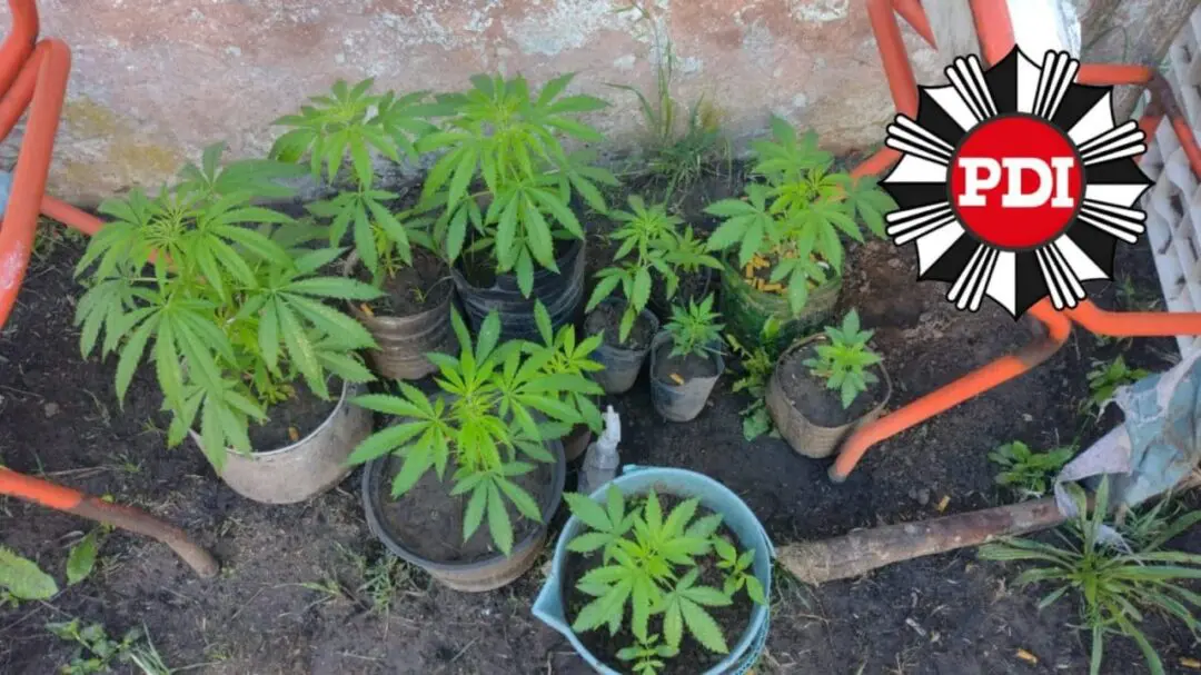 Elortondo: PDI aprehendió a un hombre y secuestró marihuana