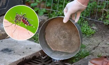 Se detectó el primer caso autóctono de dengue en la provincia de Santa Fe