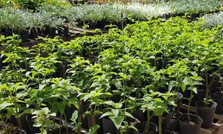 Récord: El vivero público impulsado por Di Gregorio entregó más de 8800 plantas