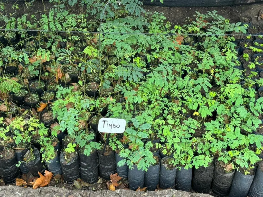 Récord: El vivero público impulsado por Di Gregorio entregó más de 8800 plantas