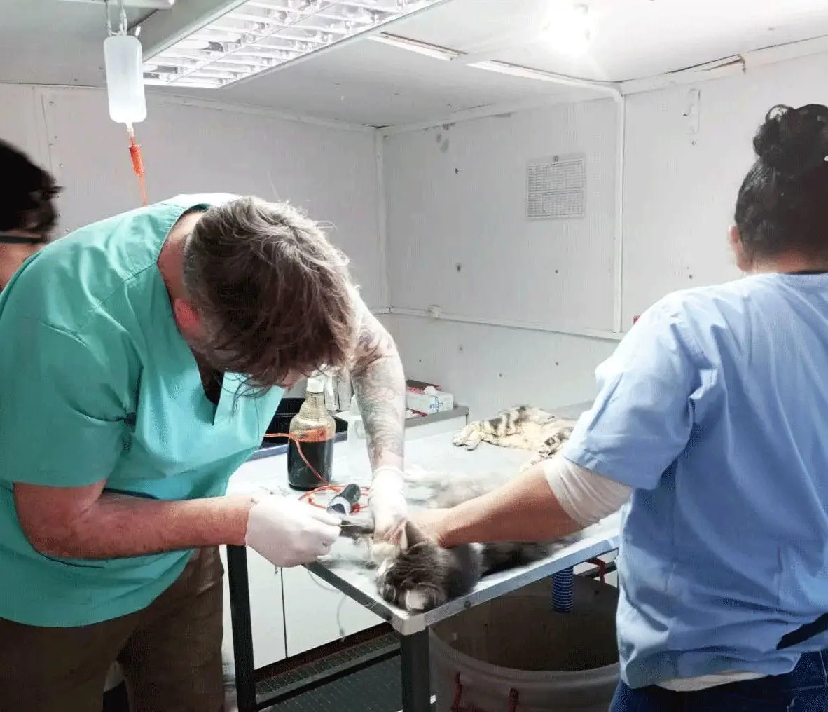 Di Gregorio: Continúa el quirófano móvil de castración gratuita en General López