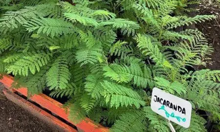 El vivero departamental sigue creciendo y está listo para la nueva temporada