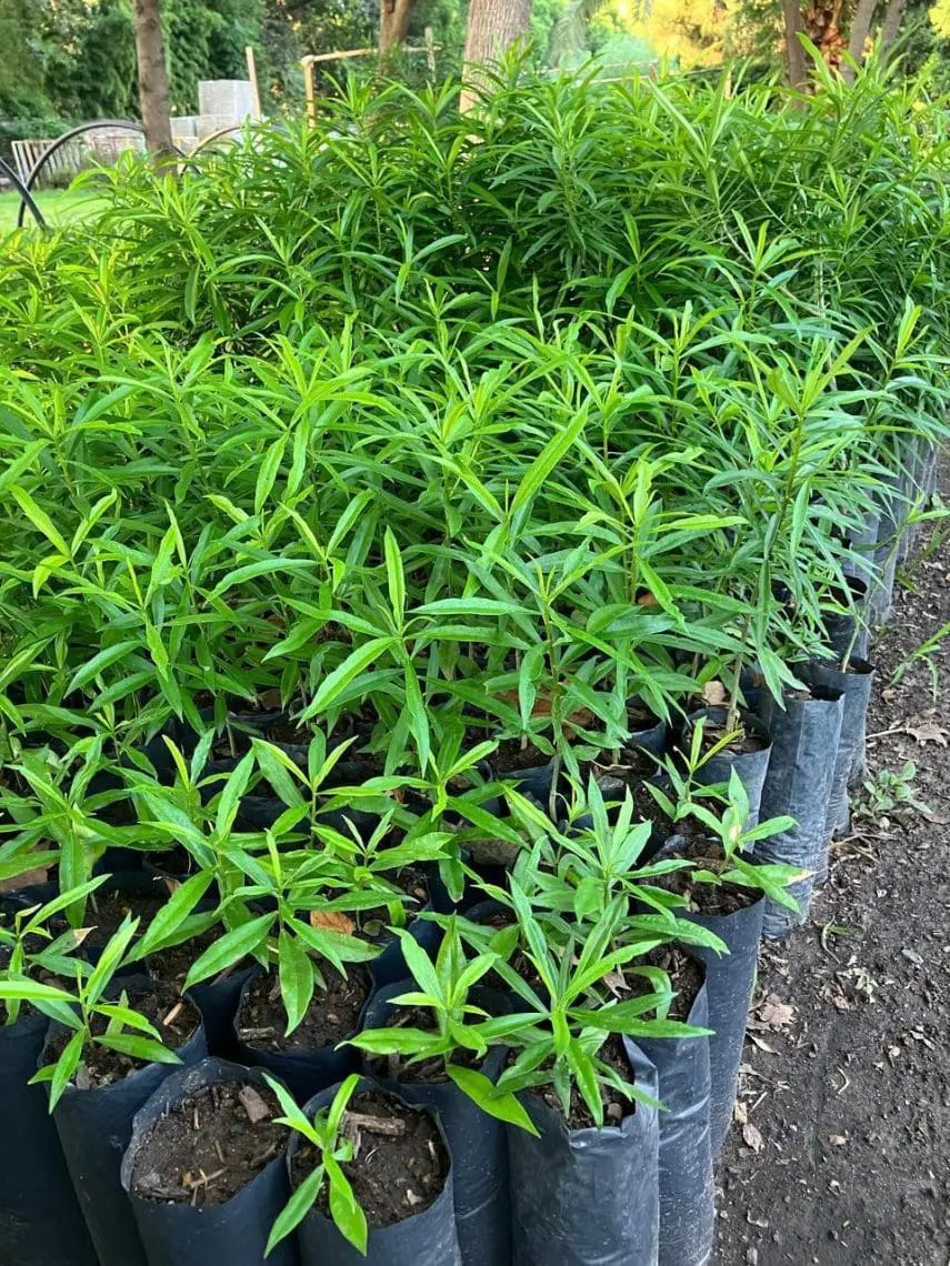 El vivero departamental sigue creciendo y está listo para la nueva temporada