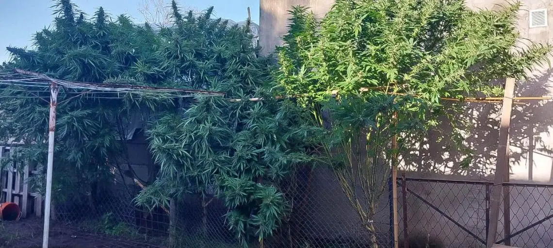 Villa Cañás: Importante operativo antidroga tras denuncias en Buzones de la Vida