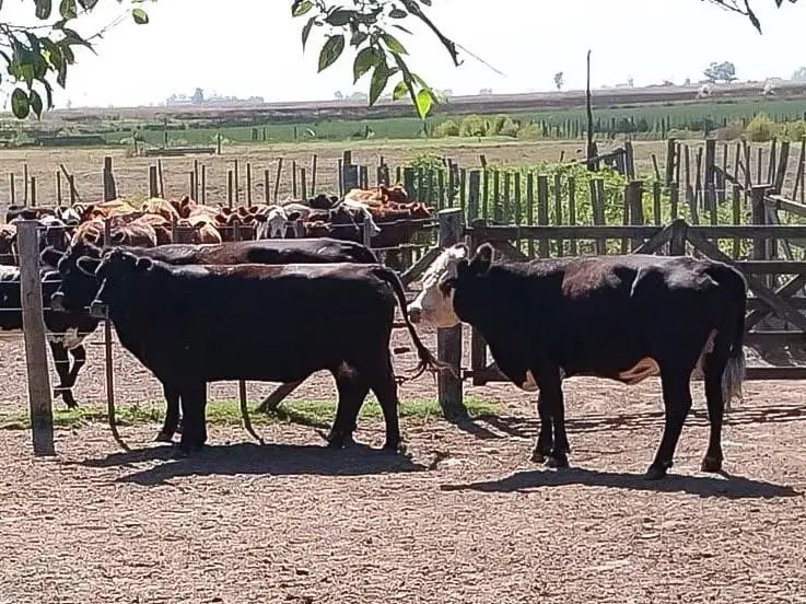 En Villa Cañás y Santa Isabel: Operativo policial esclarece casos de abigeato en la región En Villa Cañás y Santa Isabel: Operativo policial esclarece casos de abigeato en la región