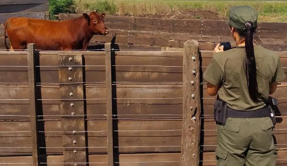 En Villa Cañás y Santa Isabel: Operativo policial esclarece casos de abigeato en la región En Villa Cañás y Santa Isabel: Operativo policial esclarece casos de abigeato en la región