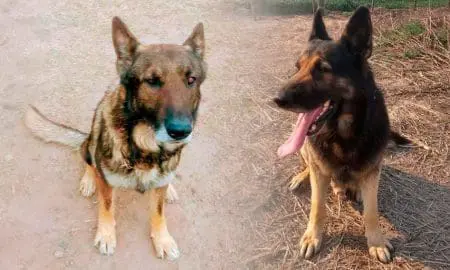 La hazaña de Rufus y Lupo en la resolución de un caso de homicidio en Santa Isabel