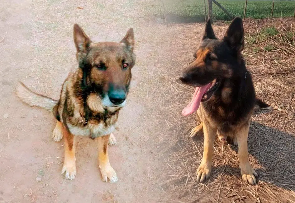 La hazaña de Rufus y Lupo en la resolución de un caso de homicidio en Santa Isabel La hazaña de Rufus y Lupo en la resolución de un caso de homicidio en Santa Isabel