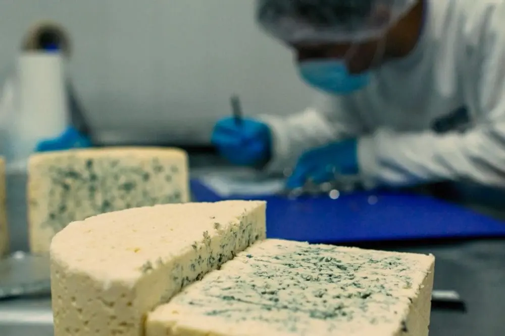 Santa Fe ya tiene la Ruta del Queso Azul, un producto de exportación