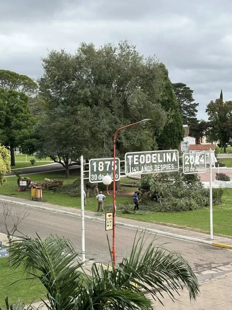 Motosierras en Teodelina: Polémica por la tala de árboles en la Plaza Ituzaingó