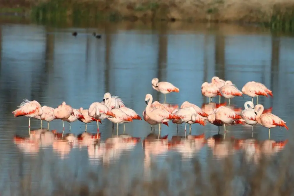 Muestra fotográfica Aves de la Laguna El Hinojo