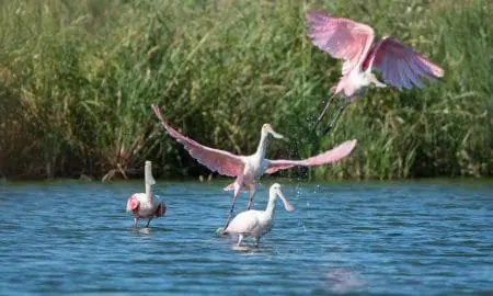 Muestra fotográfica Aves de la Laguna El Hinojo