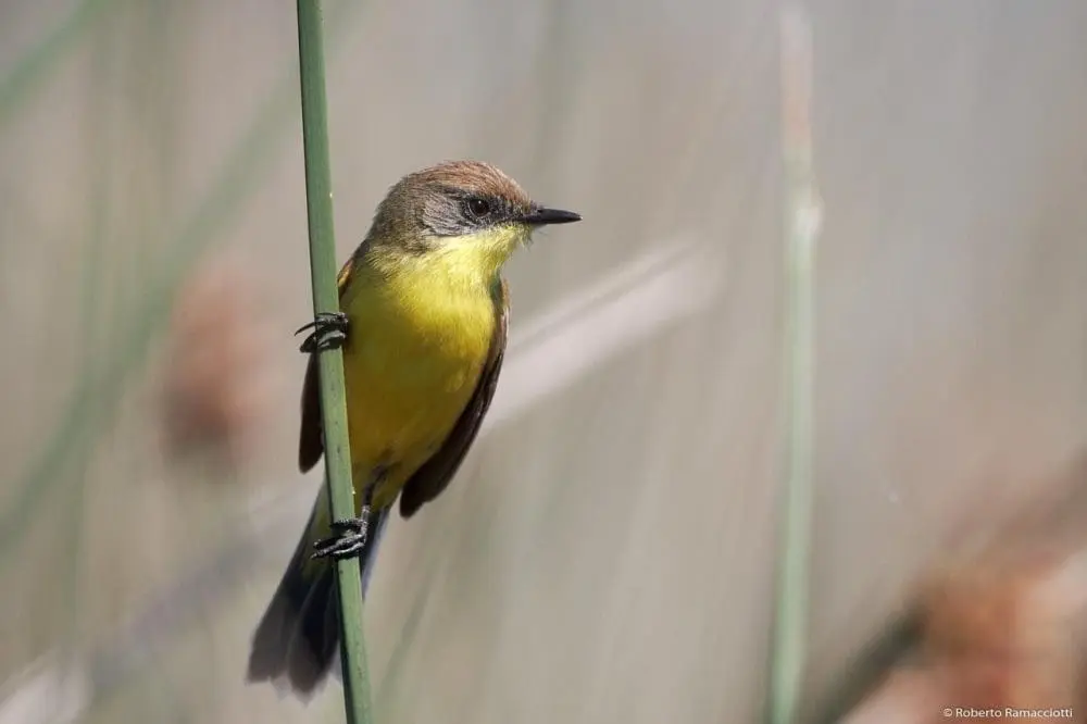 Muestra fotográfica Aves de la Laguna El Hinojo