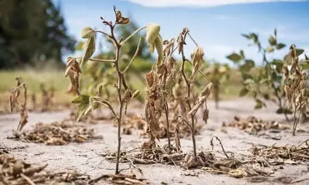 Prorrogan y amplían el Estado de Emergencia y Desastre Agropecuario en la provincia