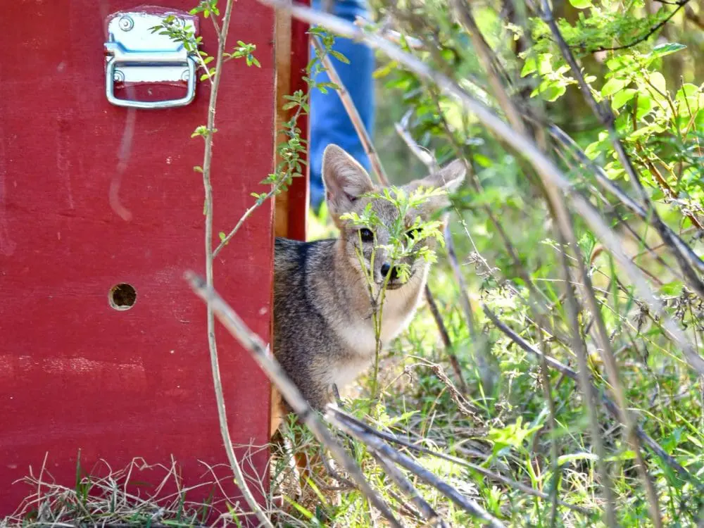 Biodiversidad: Provincia liberó fauna silvestre rehabilitada en el norte santafesino