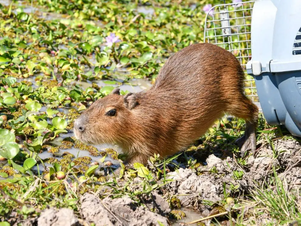 Biodiversidad: Provincia liberó fauna silvestre rehabilitada en el norte santafesino