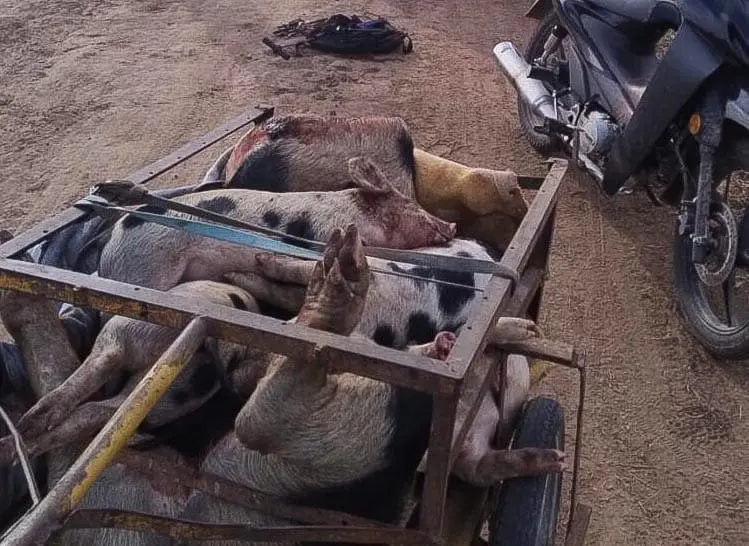 Abigeato agravado en Santa Isabel: Cinco detenidos por faena ilegal de porcinos