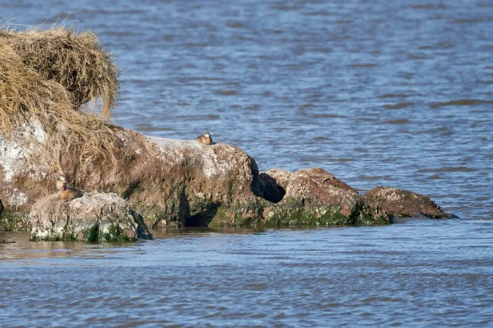 Villa Cañás: Nueva jornada de observación de aves en el Balneario Villa Cañás: Nueva jornada de observación de aves en el Balneario