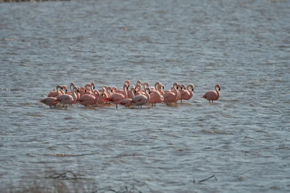 Villa Cañás: Nueva jornada de observación de aves en el Balneario Villa Cañás: Nueva jornada de observación de aves en el Balneario