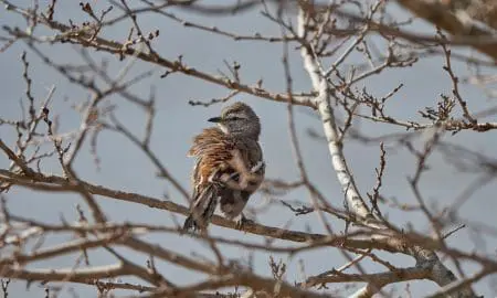 Villa Cañás: Nueva jornada de observación de aves en el Balneario